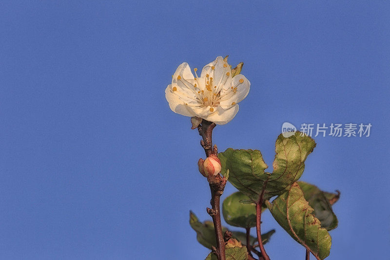 花和花蕾