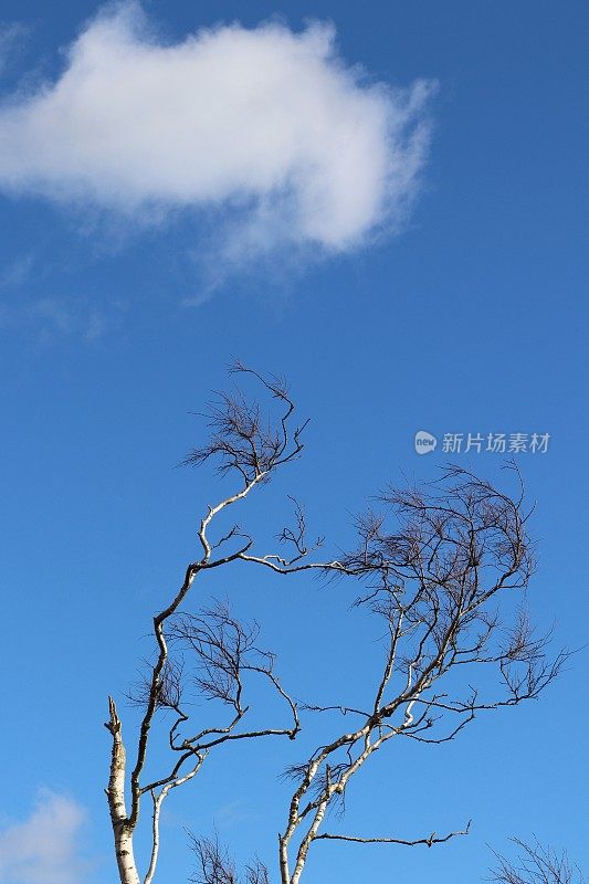 蓝天下的裸树俯视图