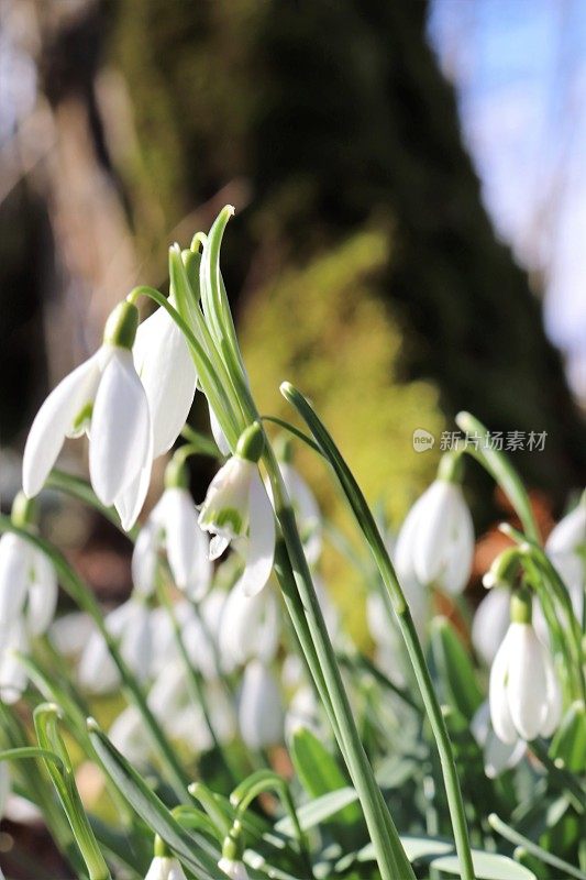 雪花莲在树林里