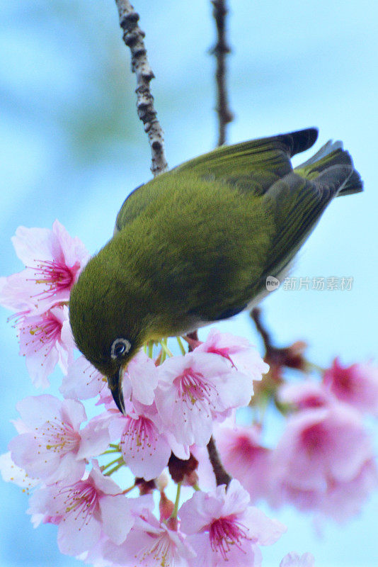 樱花和日本白眼