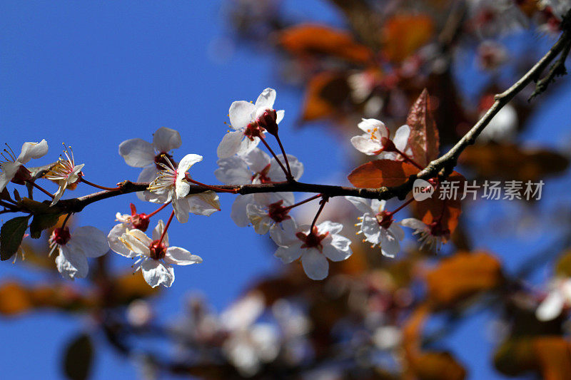 蓝色樱花