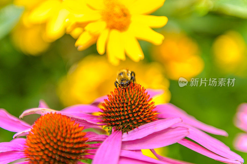 花园里的花和蜜蜂