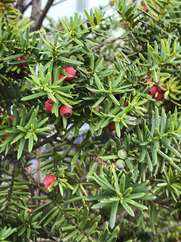 红豆杉植物上的红色浆果