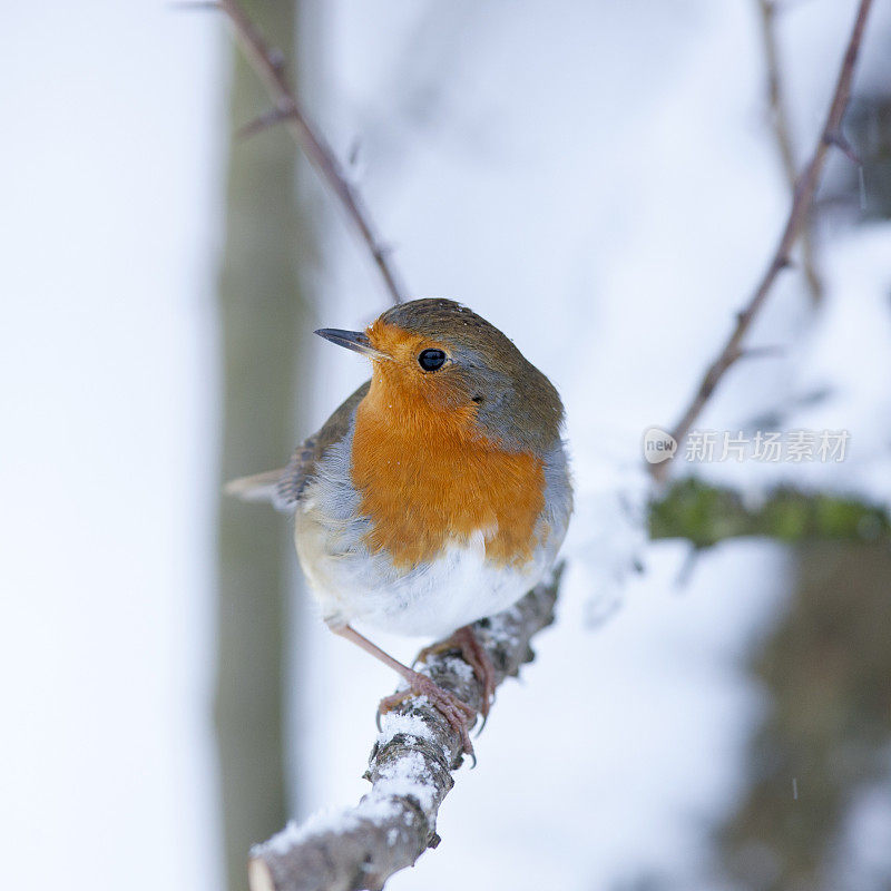 罗宾(红心rubecula)