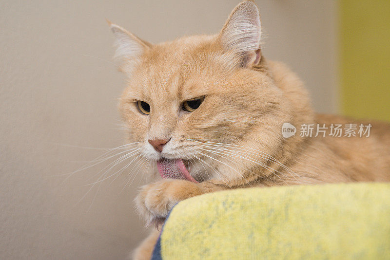 黄色雄性缅因猫喜欢保持皮毛干净。