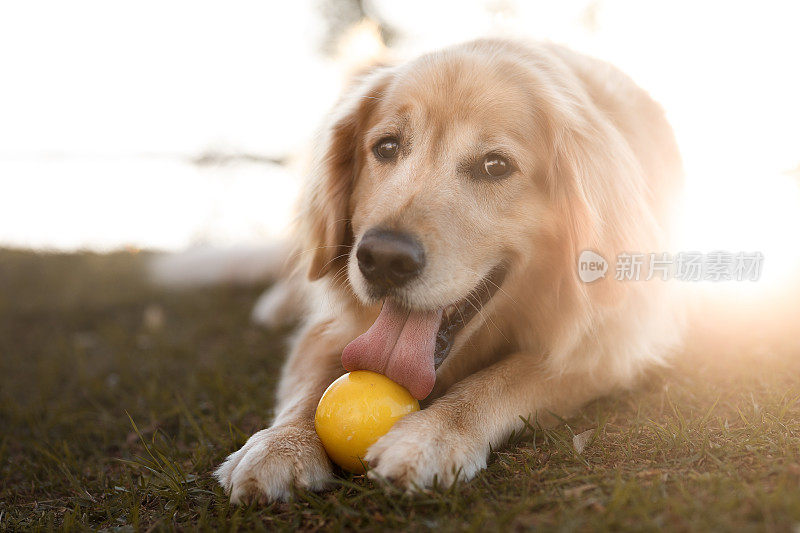 金毛猎犬和它的球