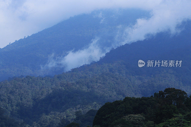 热带雨林