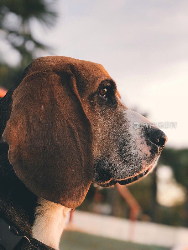 巴吉度猎犬肖像