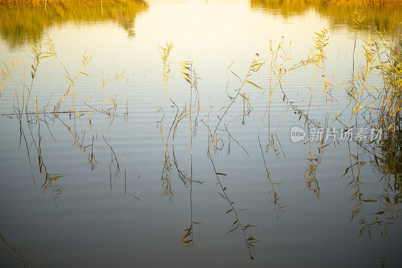 水草，倒映在湖中