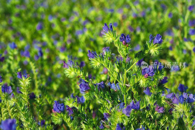 花背景