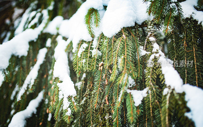 雪中的冷杉枝