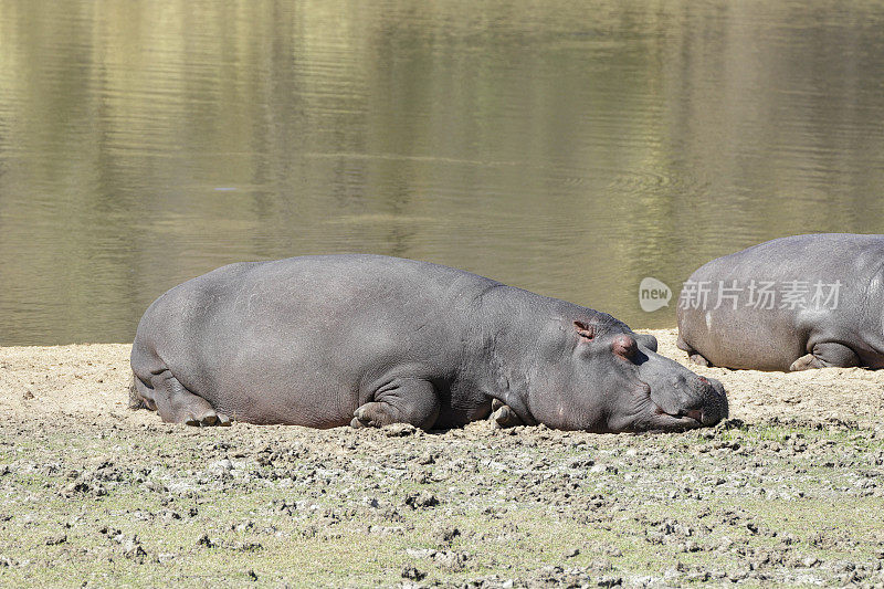 雄性开普敦或南非河马两栖河马capensis