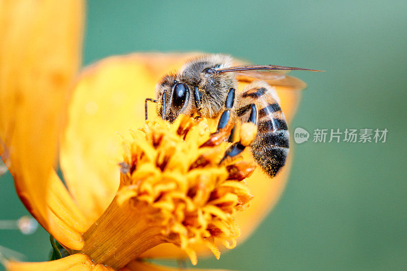 蜜蜂从花上采集花粉