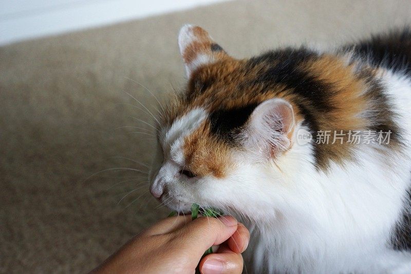 猫吃猫草