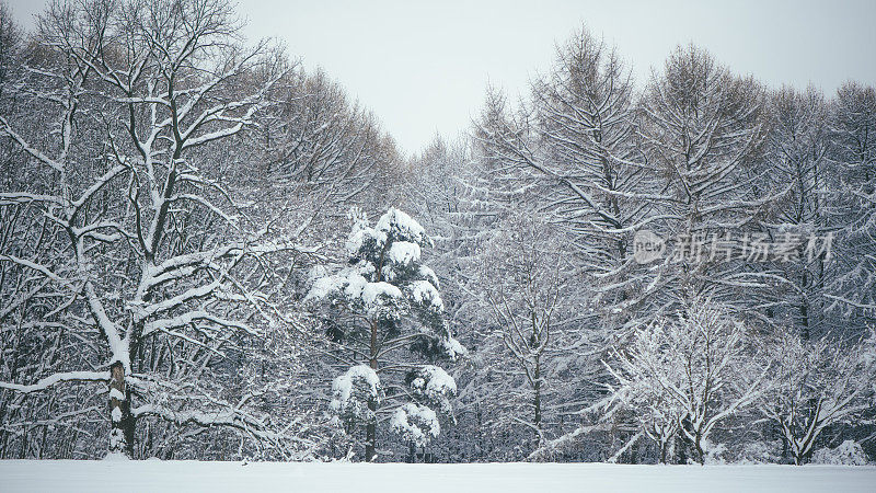 冬天的雪林