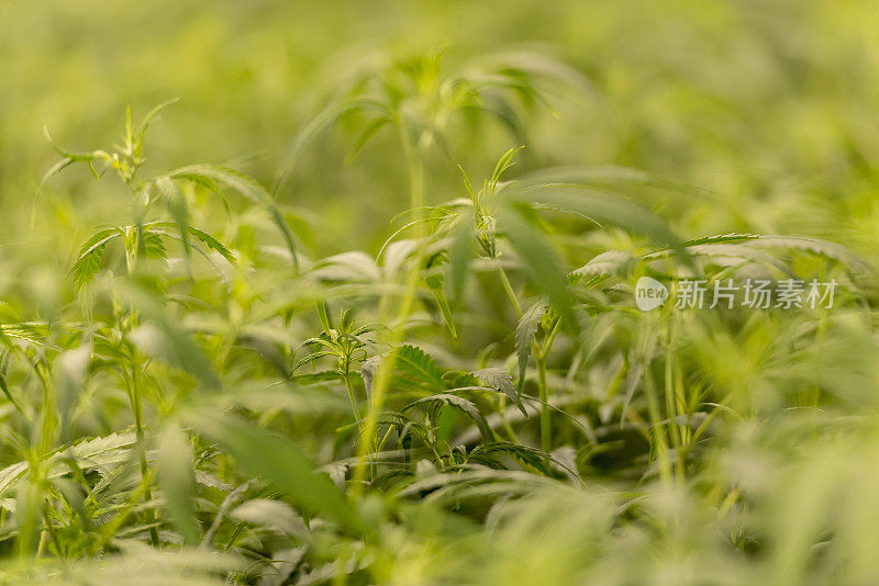 大麻农场