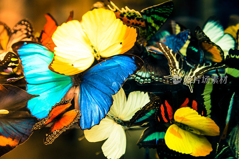 一排色彩鲜艳的蝴蝶的特写