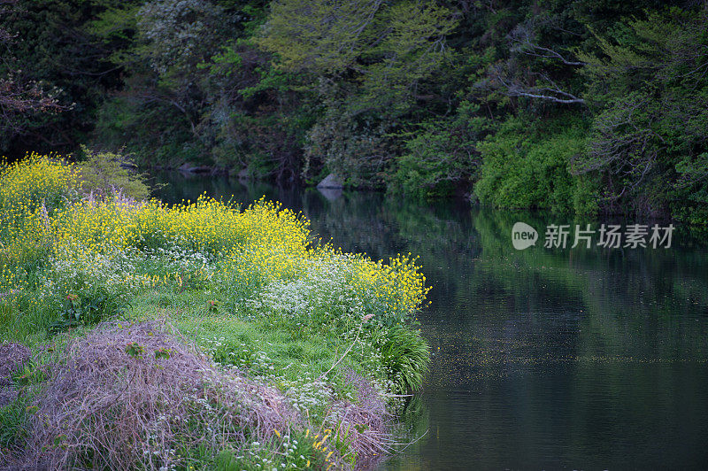 油菜