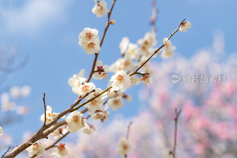 白色的梅花在春天盛开