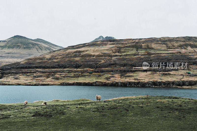 在法罗群岛近海草地上的羊群