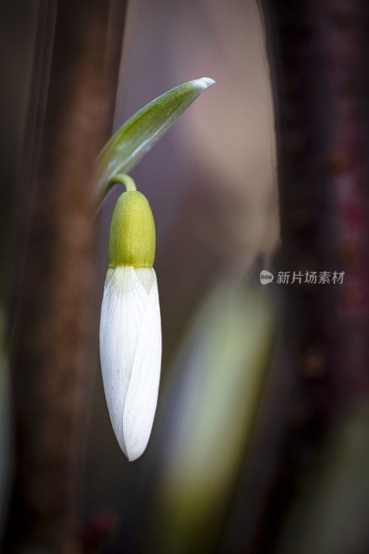 雪花莲