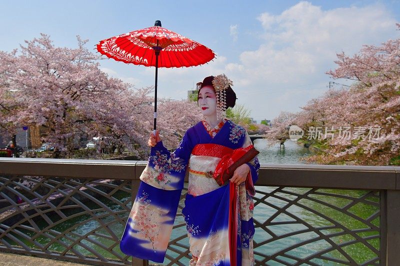 穿着美子服饰的日本女人在京都的桥上欣赏樱花