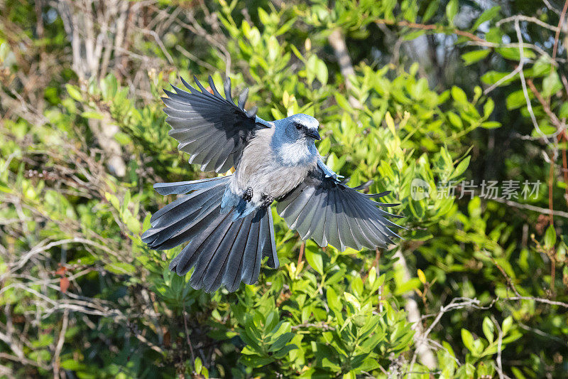 佛罗里达丛林鸦，蓝紫青光眼，濒临灭绝的物种，正在飞行中