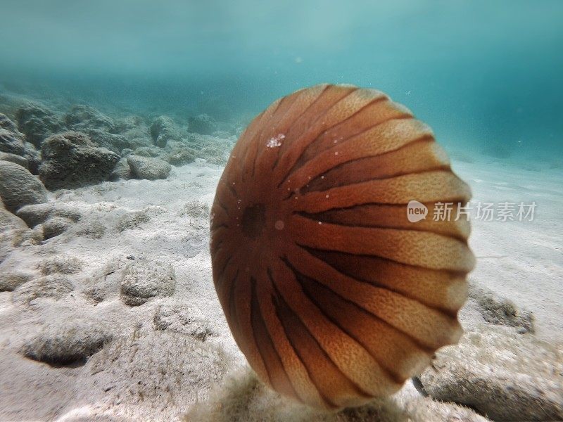 地中海亚得里亚海棕色水母