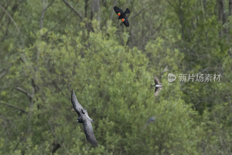 红翼画眉和燕子追逐乌鸦