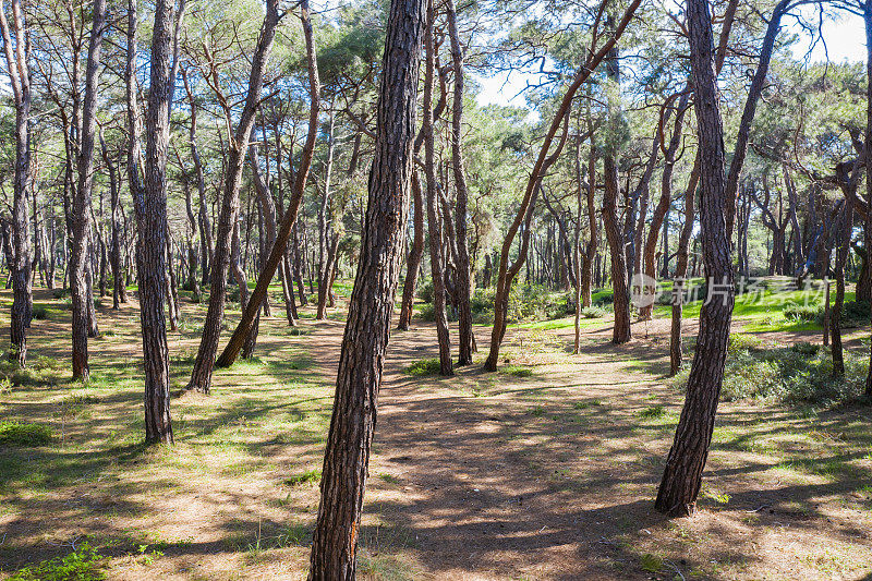 绿色森林背景