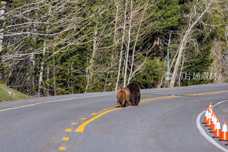 在大提顿国家公园，399岁的灰熊和它的幼崽从公灰熊身边跑过草地，然后跑到高速公路上