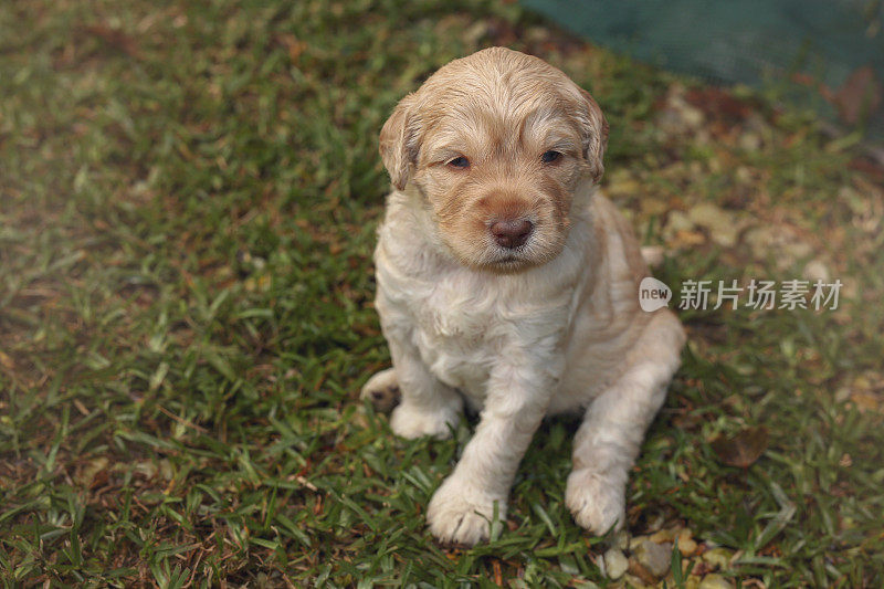 澳大利亚拉布拉多犬狗坐在草地上