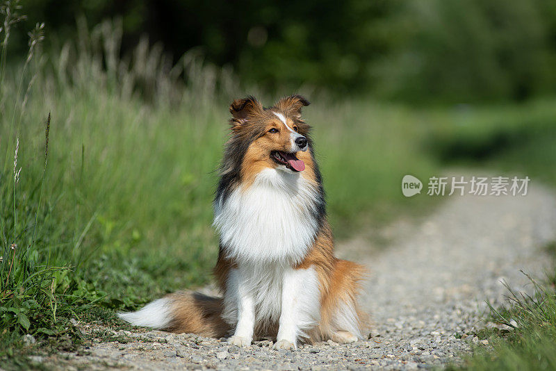 自然界中的设得兰牧羊犬肖像