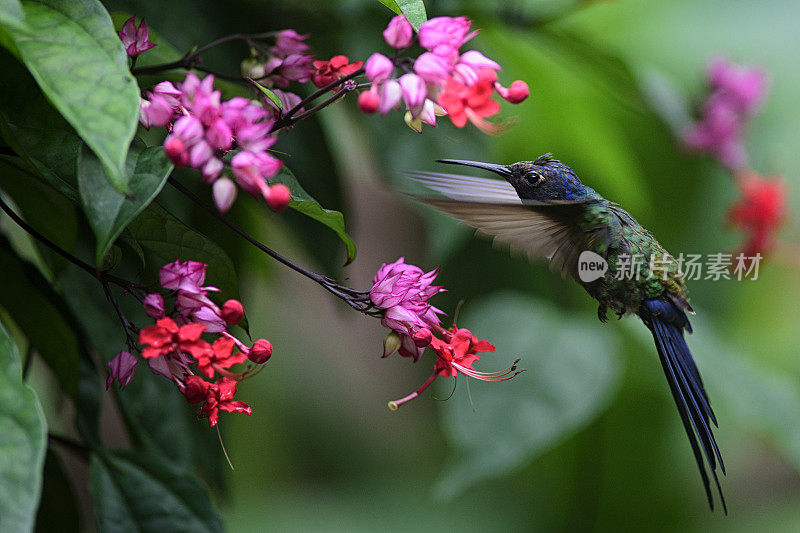 蜂鸟（欧佩托梅纳宏乌拉）