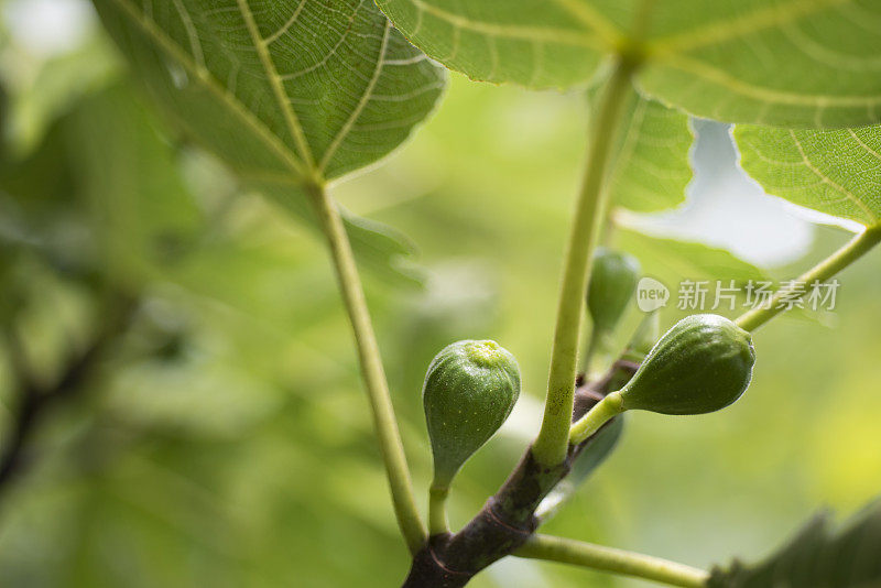 树上未成熟的青色无花果