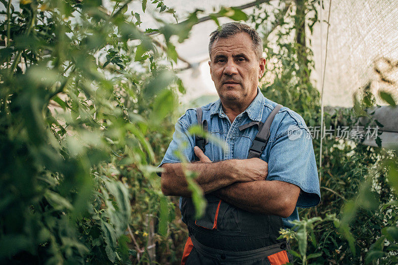 一个农民在番茄温室里的肖像