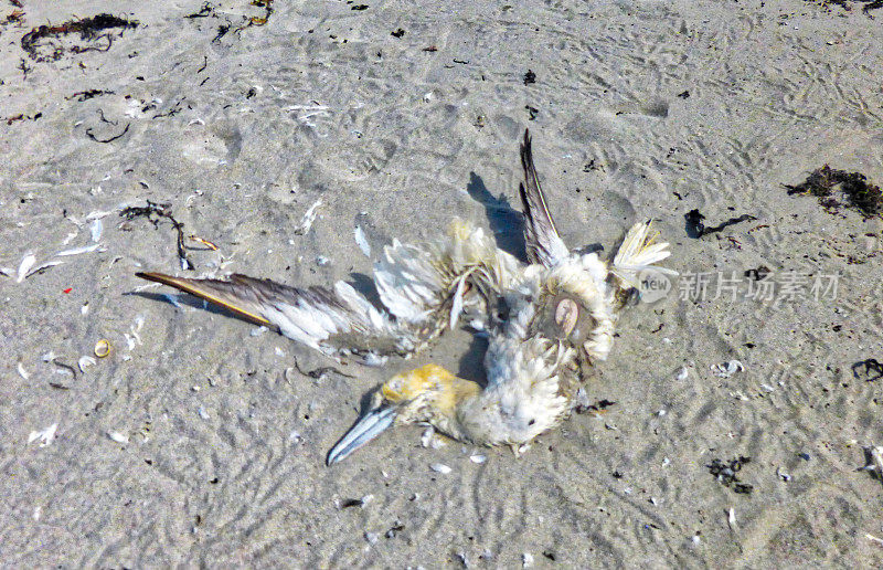 海滩上死了的海鸟