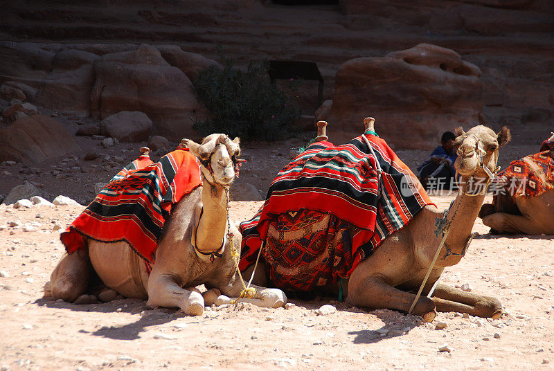 约旦失落的帕特拉城的骆驼