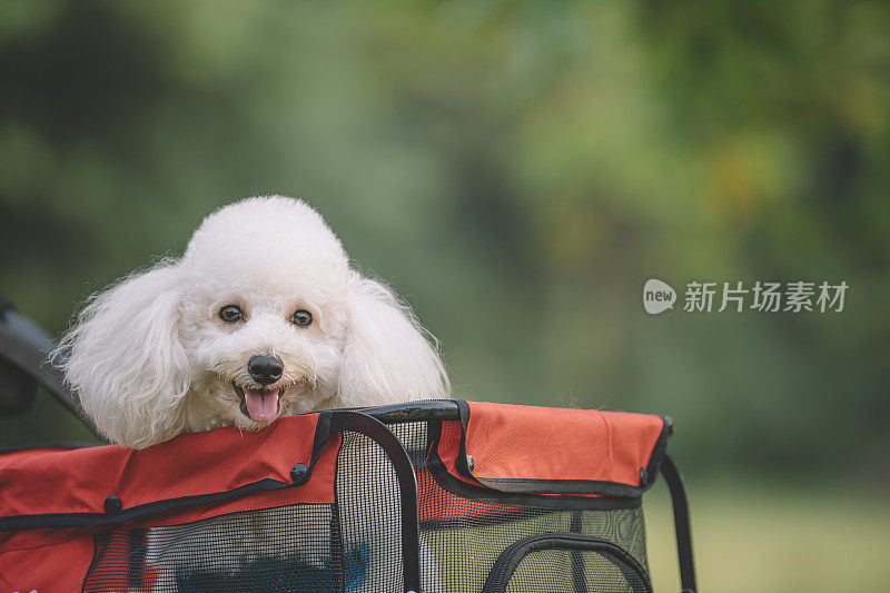 一只玩具狮子狗从宠物推车里探出头来看着镜头