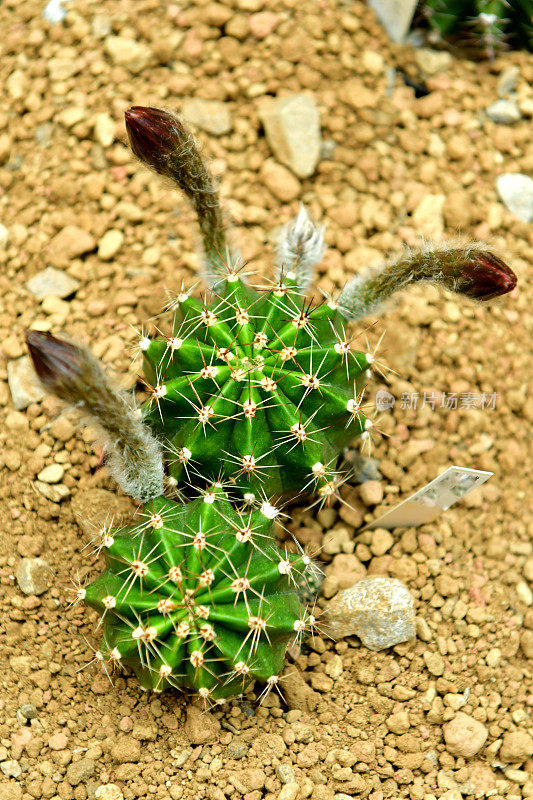 仙人掌的花