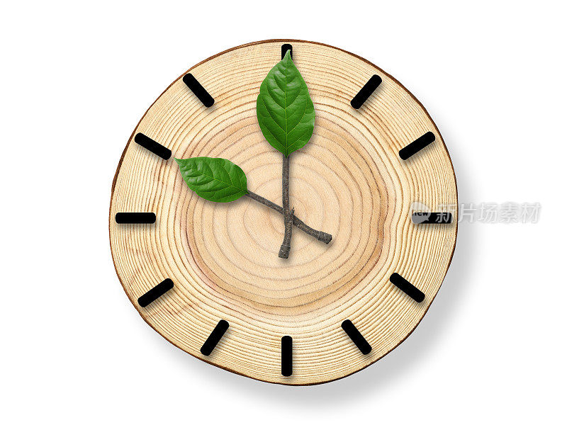 木质横截面时钟与树枝时钟指针在白色的背景。