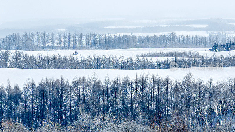 北海道北依的雪山和桦树