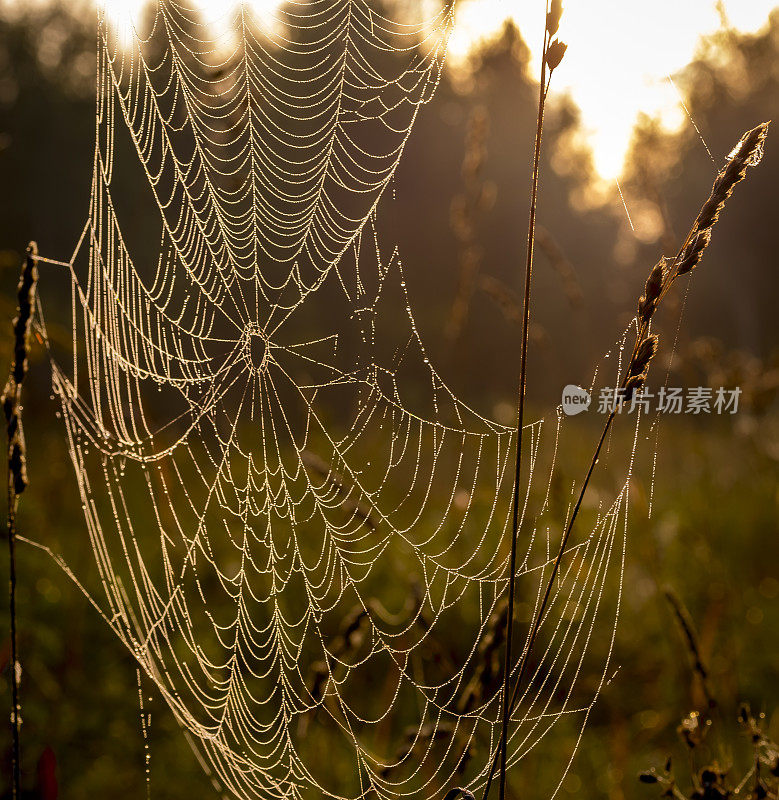 蜘蛛网映在日出的田野上，覆盖着薄雾。