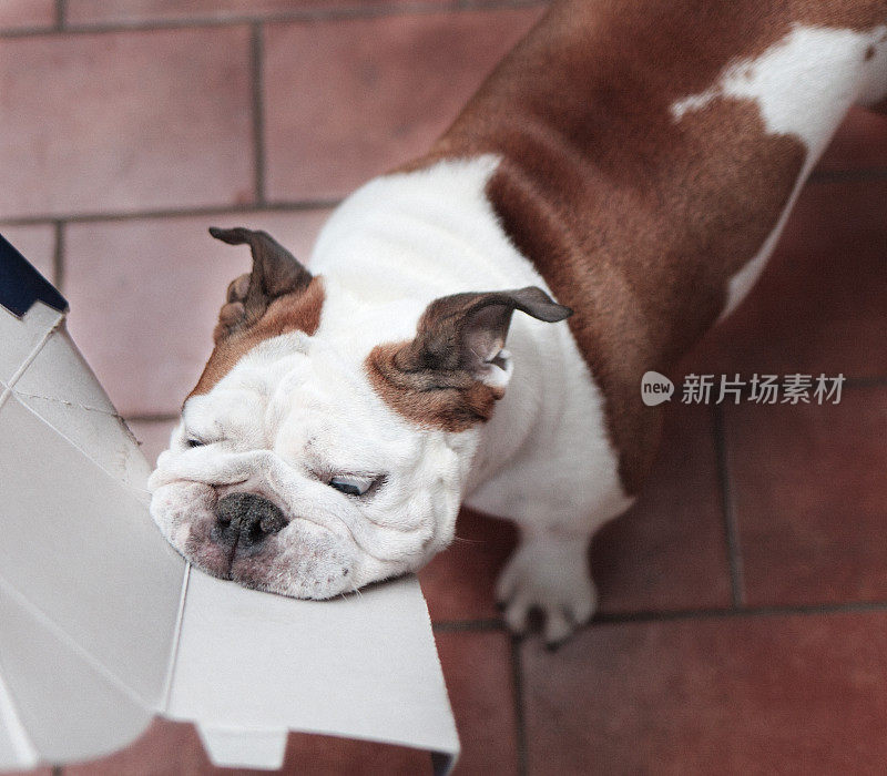 一只有趣的狗咬了一个纸板箱