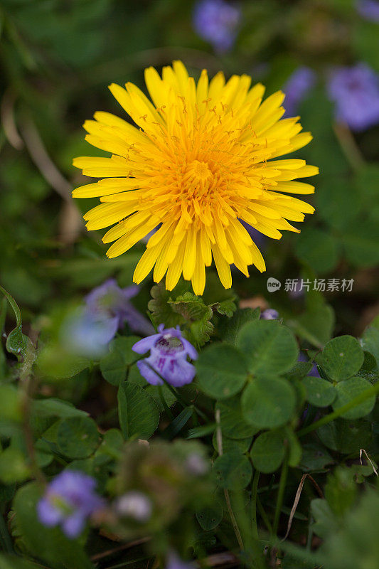 黄色的蒲公英(蒲公英)花在花园里盛开