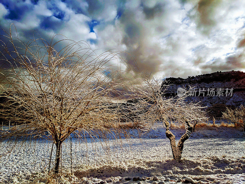在犹他州罗克维尔的一个农场果园里，暴风雪过后戏剧性的乌云散去，树叶被冰雪覆盖