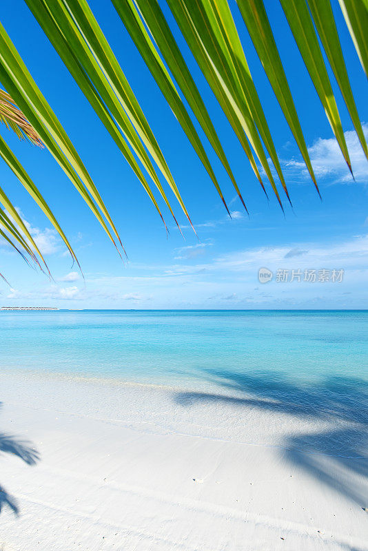 热带海滩夏季背景