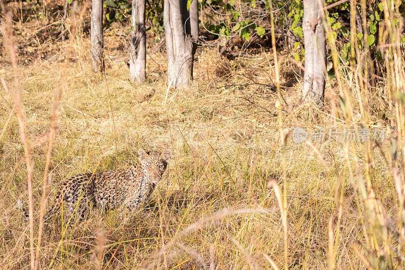 豹幼崽。非洲博茨瓦纳的奥卡万戈三角洲
