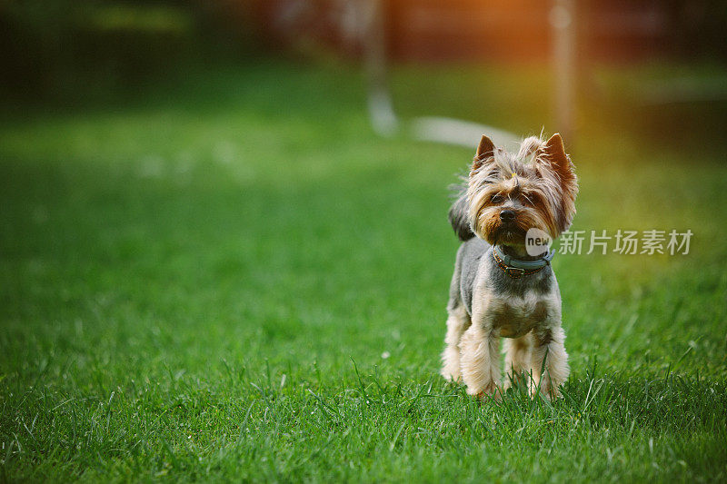 约克郡犬