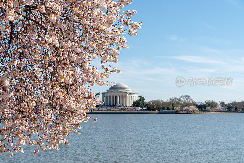 美国华盛顿特区国家樱花节上的托马斯·杰斐逊纪念堂。